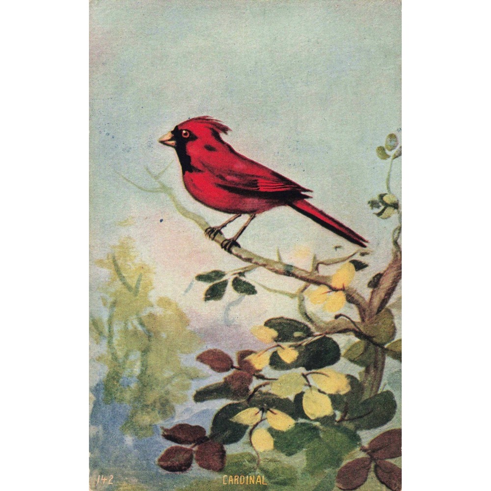 Cardinal Bird Antique Postcard 1908 K-Win & Co Chicago Divided Back Posted #142